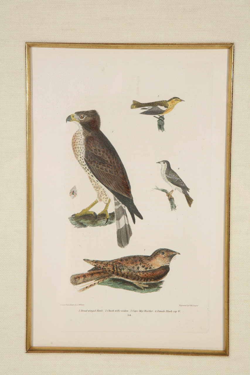 BIRDS Pelicans Common and Cormorant Antique 1880s Print #B75