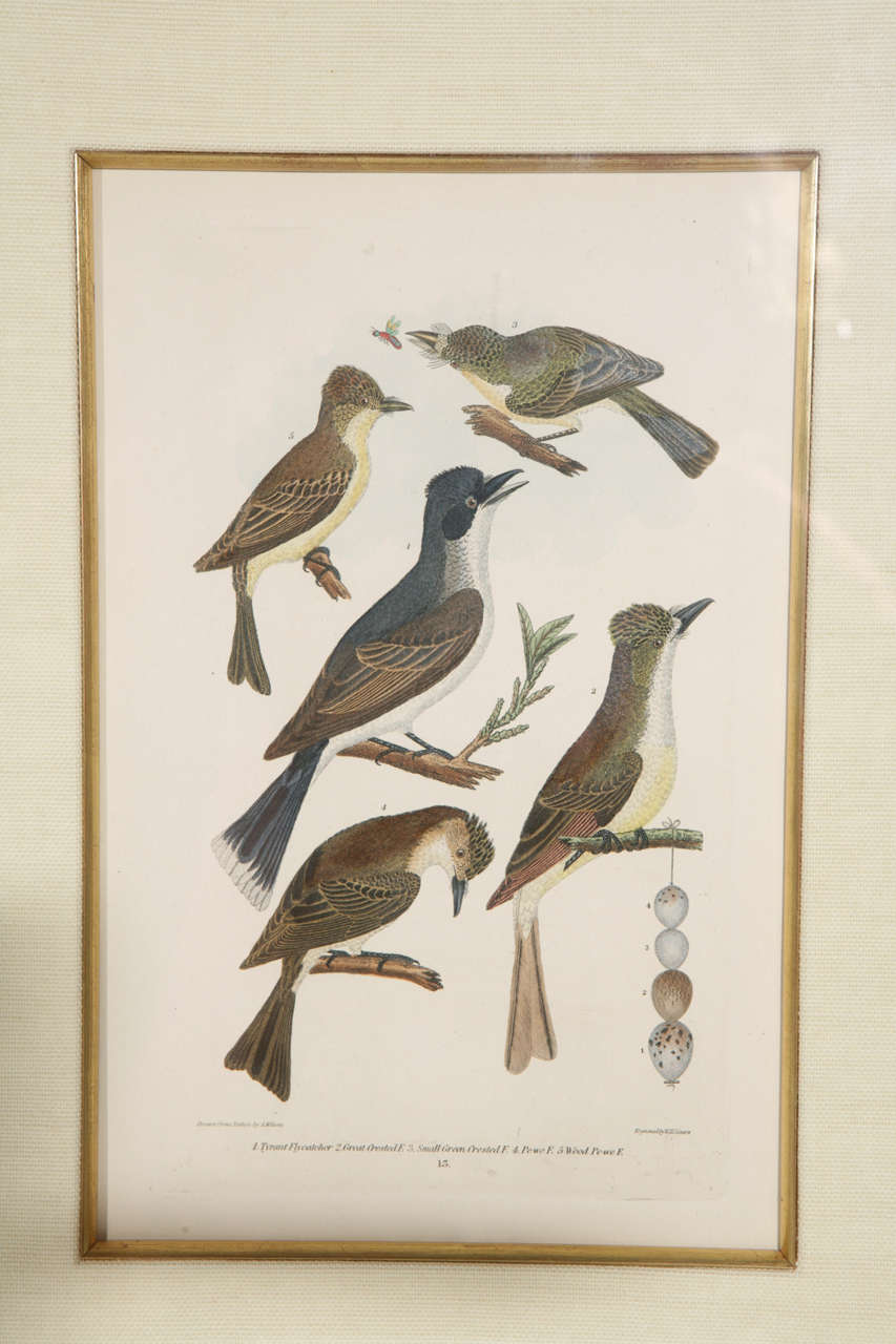 19th c. Framed Bird Print In Excellent Condition In Los Angeles, CA