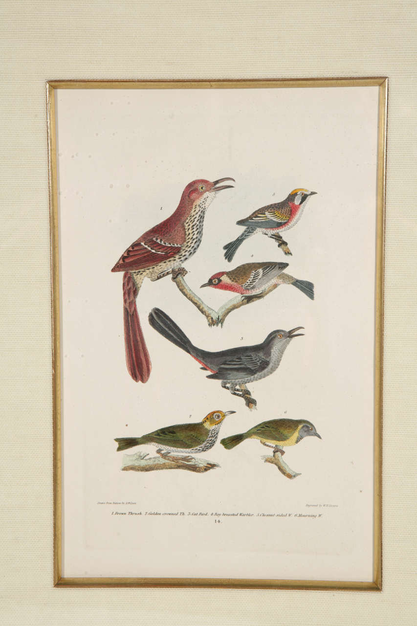 19th Century 19th c. Framed Bird Print