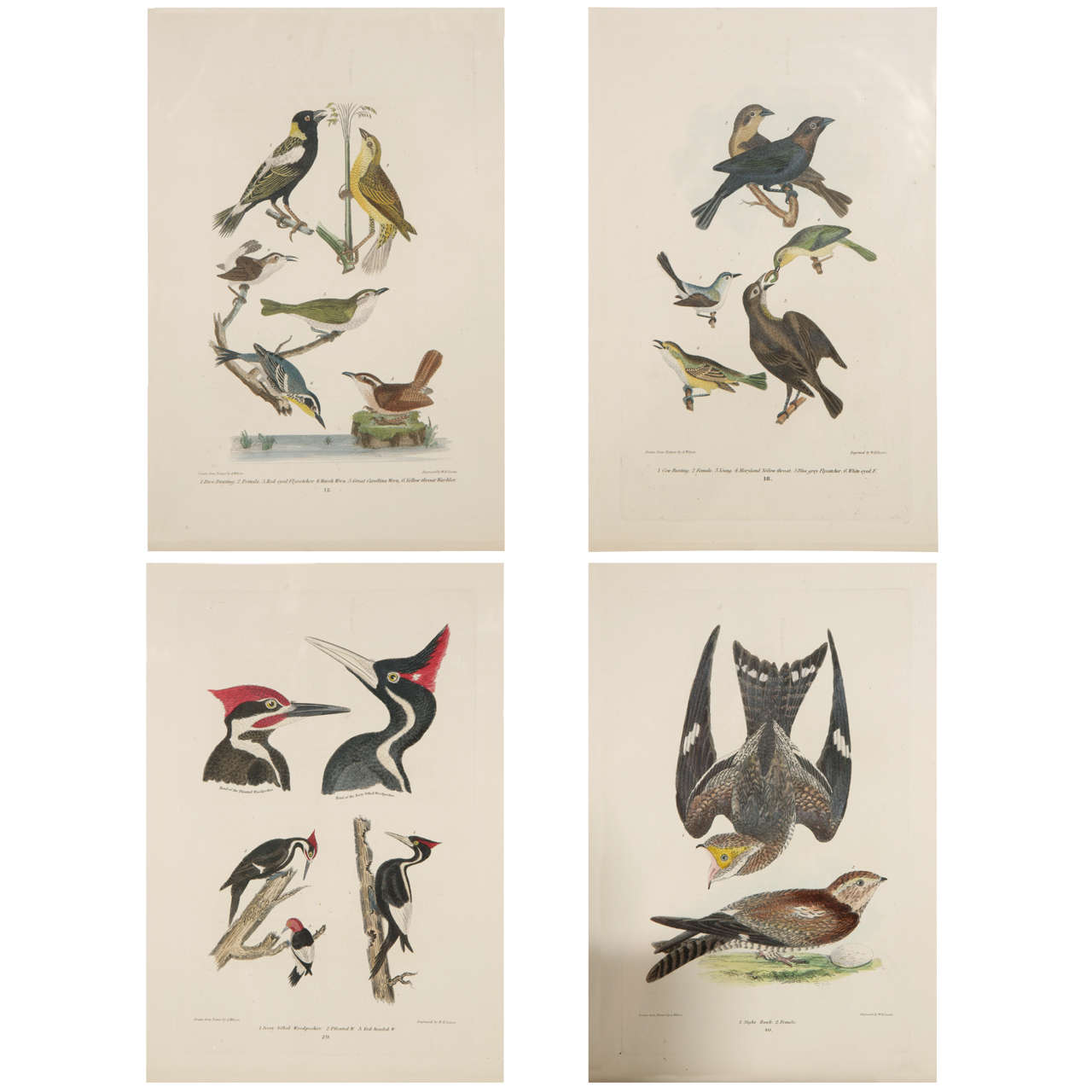 19th c. Framed Bird Prints