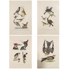 19th c. Framed Bird Print