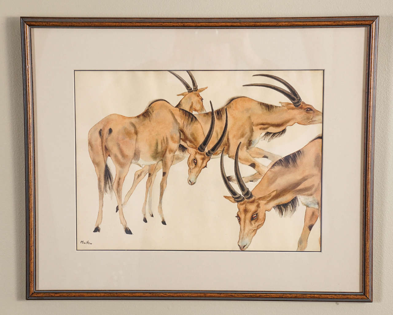 John Fenton, antelope, watercolor on paper.