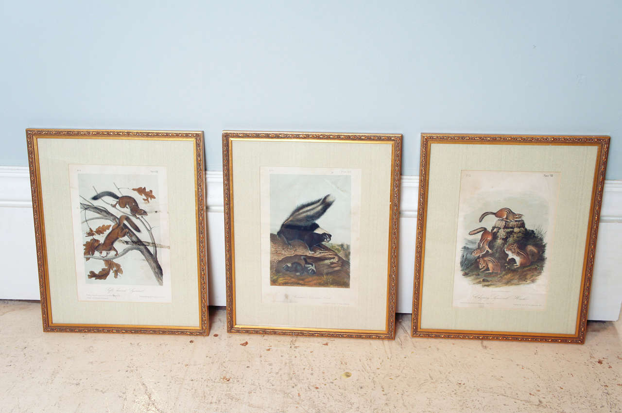 Group of 11 Quadrupeds after Audubon, circa 1840. Matted and 
framed. Drawn from nature by J.J. Audubon printed Nagel & 
Weingartner NY. Pale green mats and gilded frames. Sight
Measures: 8.5