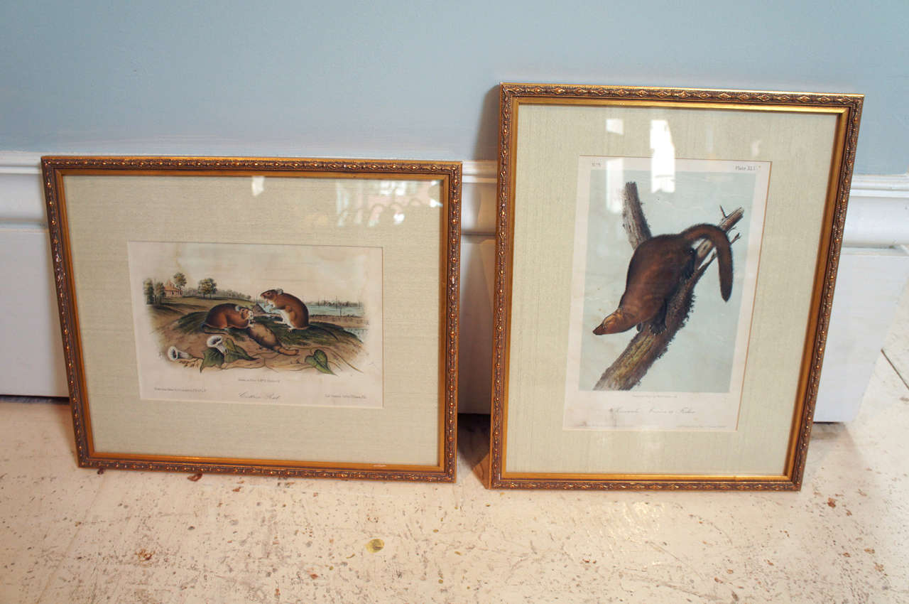 Collection of 11 Matted and Framed 