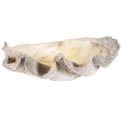 South Asian Natural Clam Shell Accessory