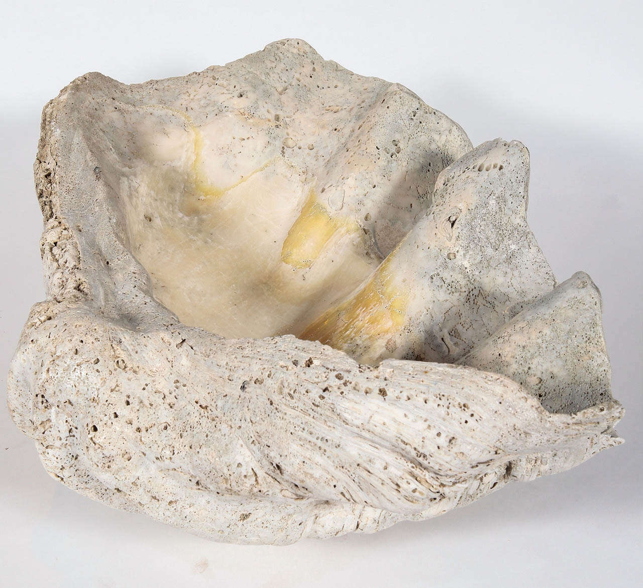 Natural South Asian Clam Shell as Accessory at 1stDibs natural clam