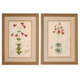 Pair of Studies of Lilies