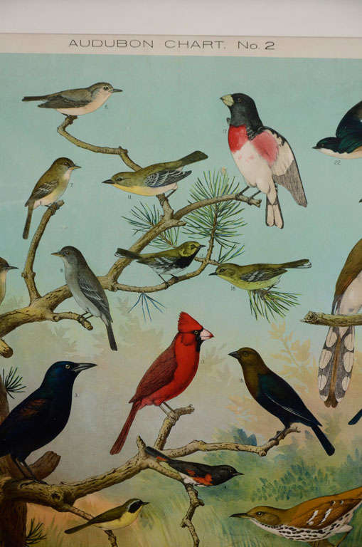 American Louis Agassiz Fuertes Ornithology Charts For Sale
