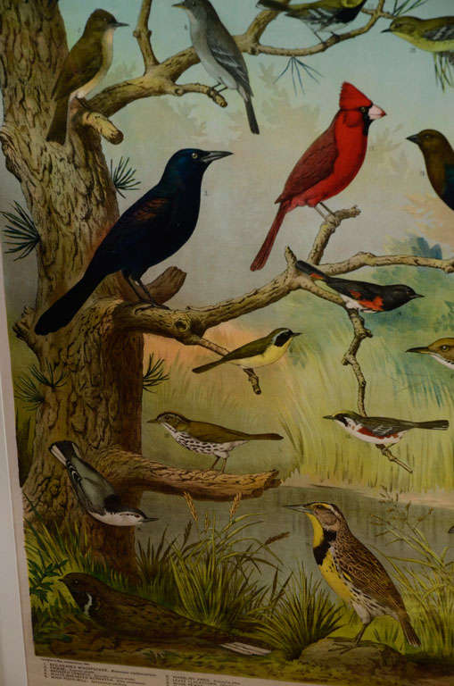 Louis Agassiz Fuertes Ornithology Charts In Good Condition For Sale In New York, NY