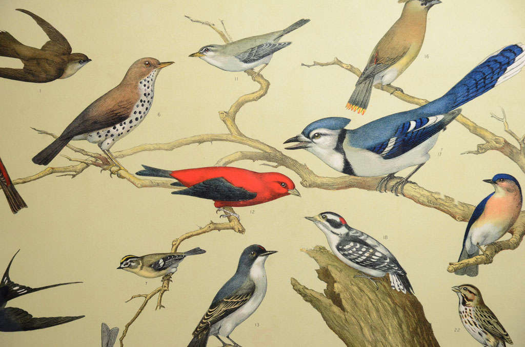 20th Century Louis Agassiz Fuertes Ornithology Charts For Sale