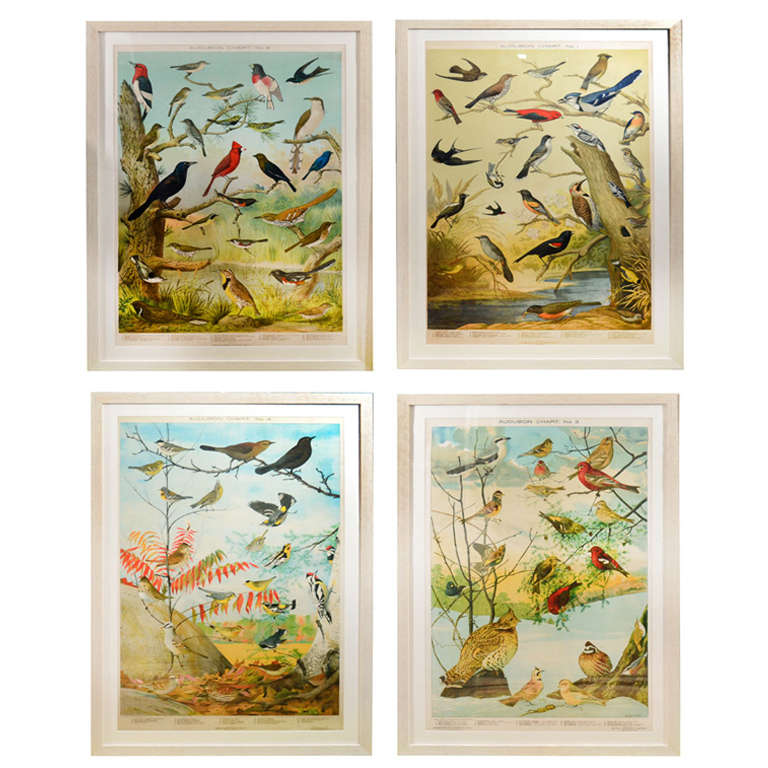 Louis Agassiz Fuertes Ornithology Charts For Sale
