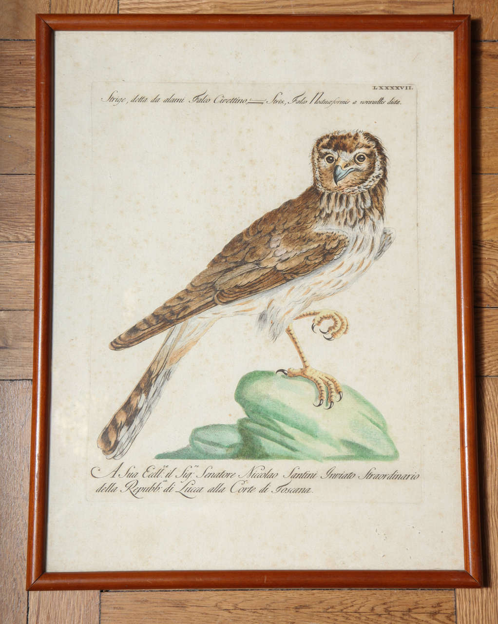 A 19th Century Owl Etching by G. Hullmandel, after J. Gould. France