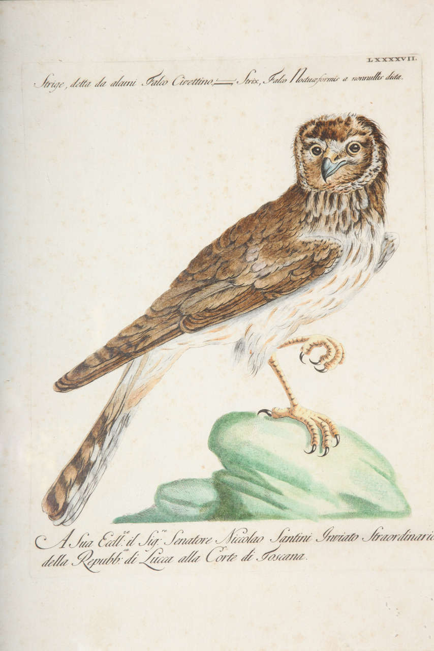French A 19th Century Owl Etching by G. Hullmandel