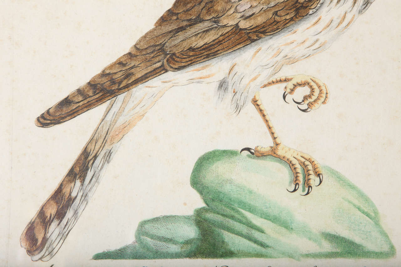 A 19th Century Owl Etching by G. Hullmandel 1