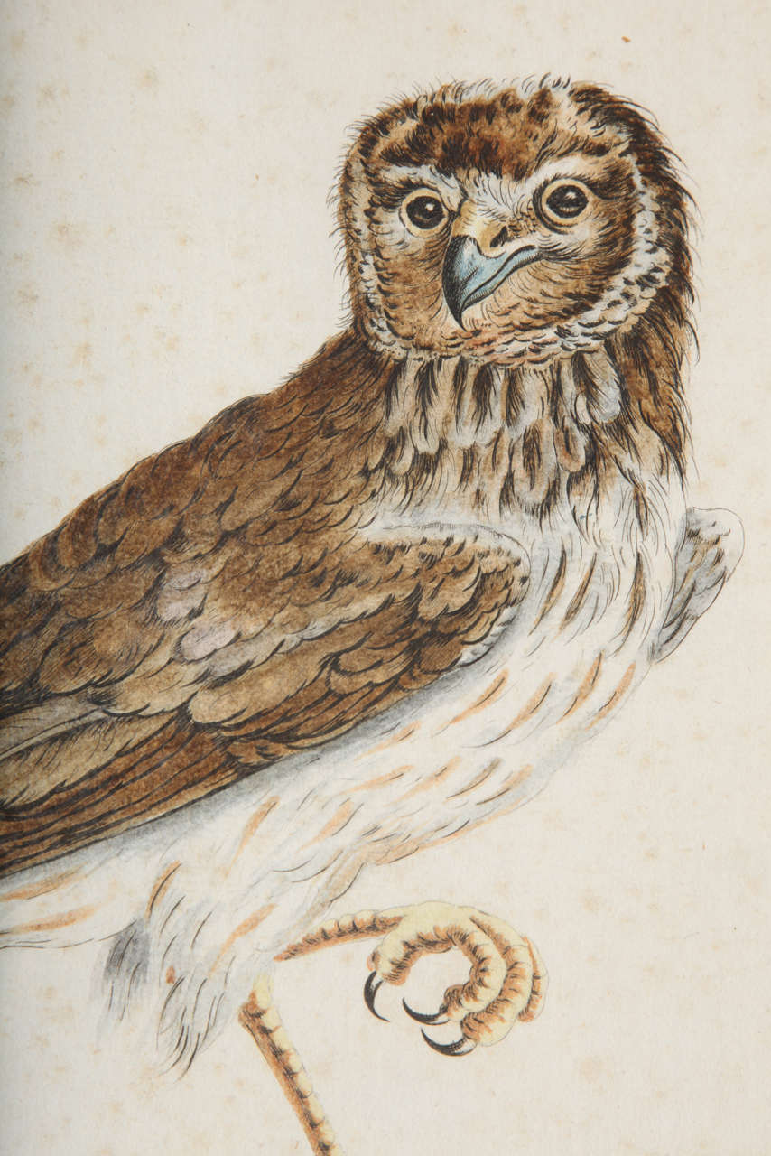 A 19th Century Owl Etching by G. Hullmandel 3