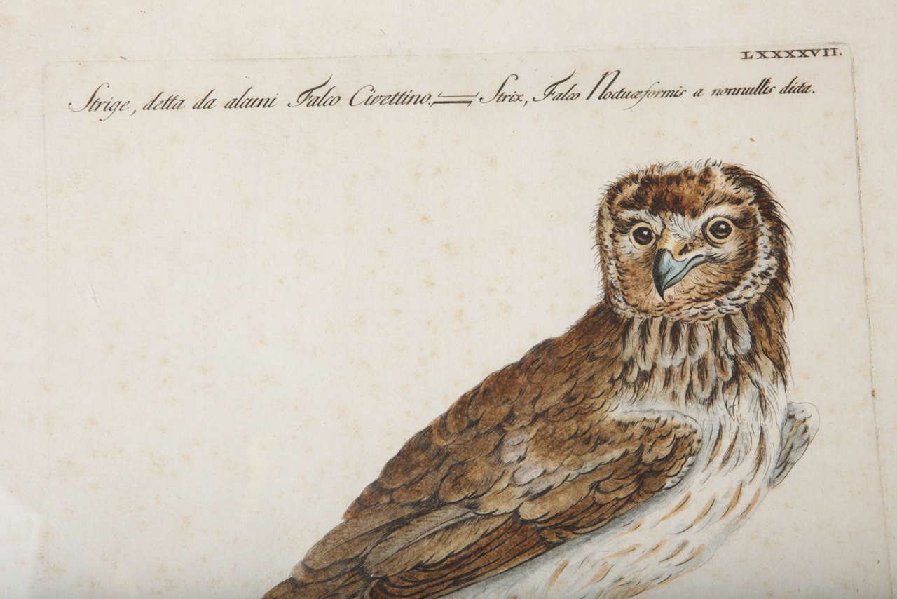 A 19th Century Owl Etching by G. Hullmandel 4