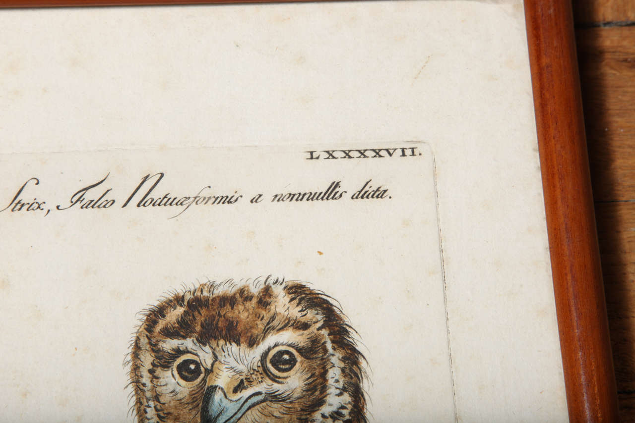 A 19th Century Owl Etching by G. Hullmandel 5