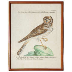 A 19th Century Owl Etching by G. Hullmandel
