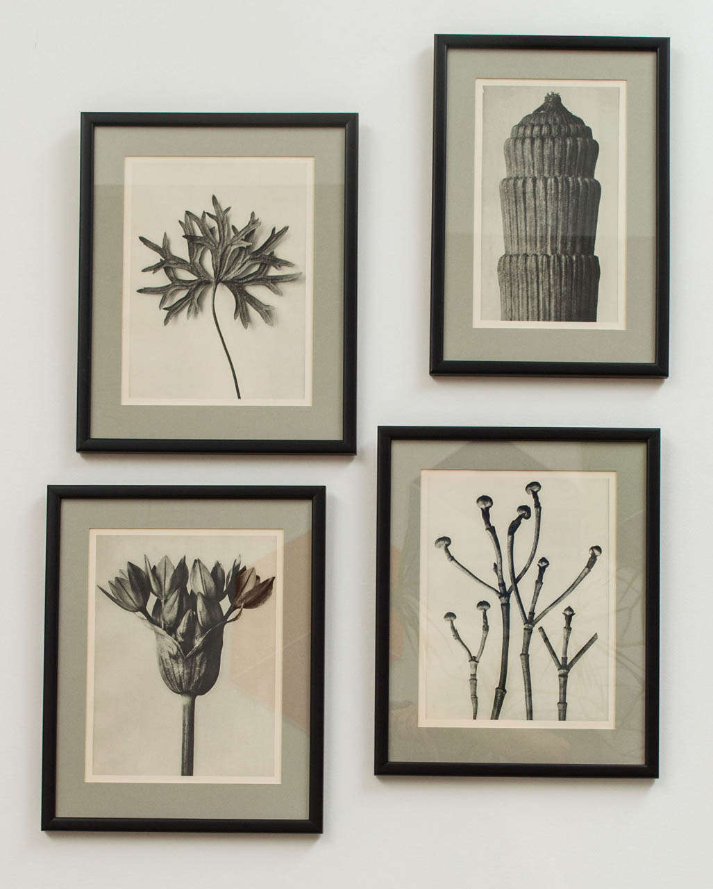 Karl Blossfeldt (June 13, 1865 – December 9, 1932 - age 67) was a German photographer, sculptor, teacher, and artist who worked in Berlin, Germany. He is best known for his close-up photographs of plants and living things.he was inspired by nature
