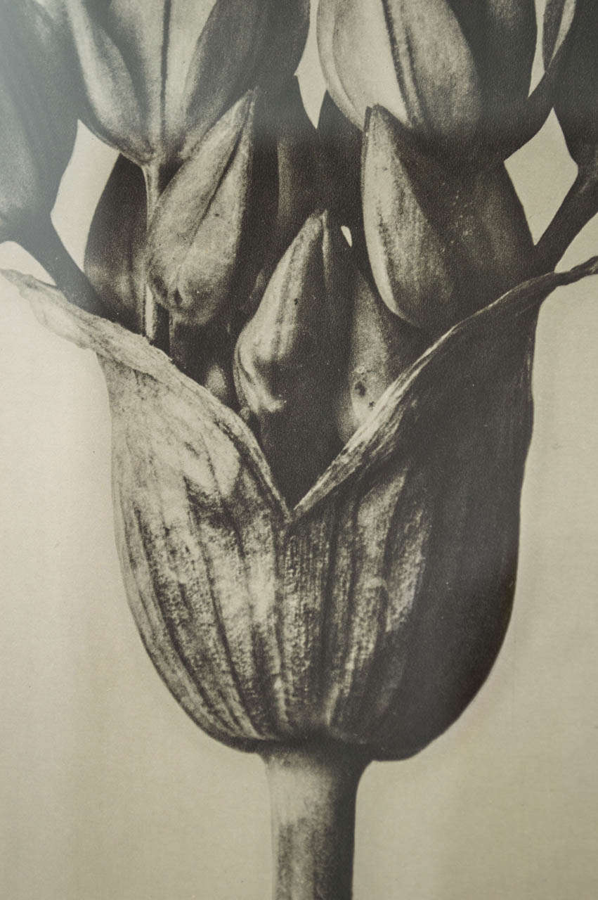 Group of Four Karl Blossfeldt  Botanical Prints In Excellent Condition In San Francisco, CA