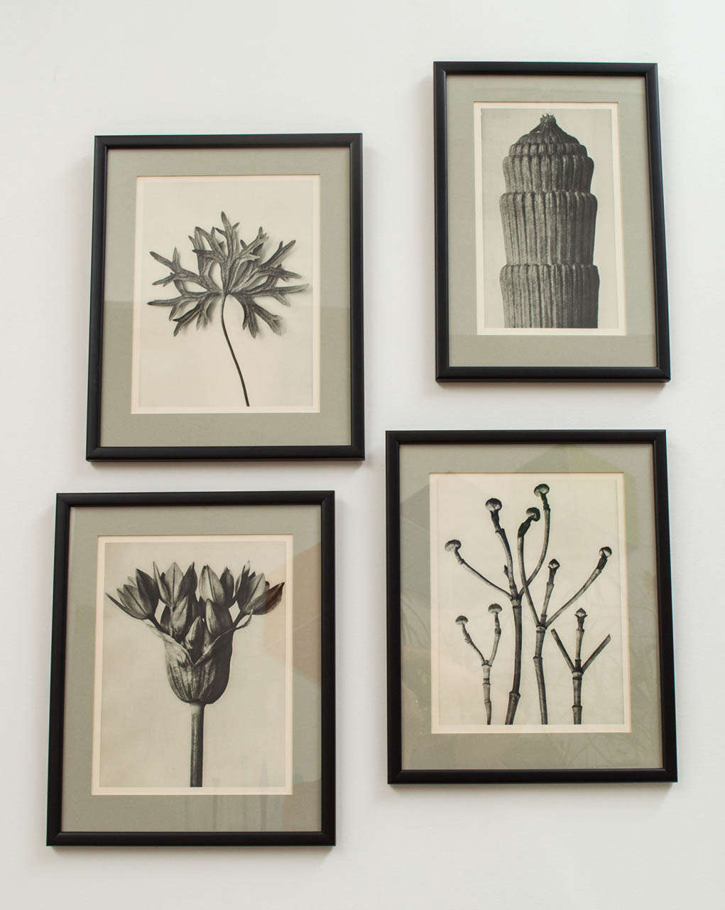 Group of Four Karl Blossfeldt  Botanical Prints 2
