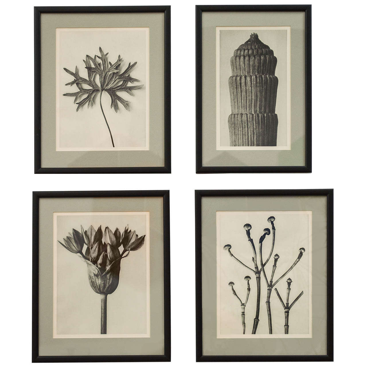 Group of Four Karl Blossfeldt  Botanical Prints