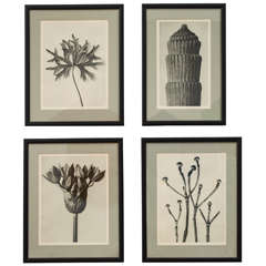 Group of Four Karl Blossfeldt  Botanical Prints