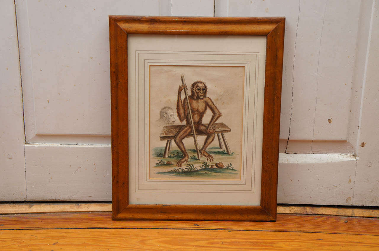 Hand Colored "Wild Man" Engraving by George Edwards, 1757