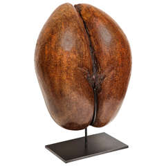 Antique One Coco de Mer on a Steel Stand