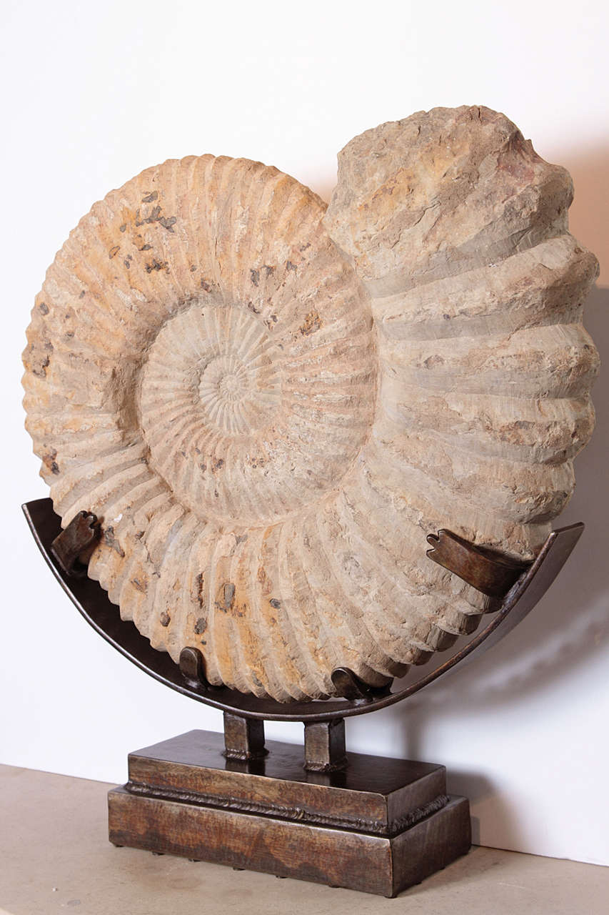 One of a kind Ammonite limestone fossil with extensive detailed that has been preserved, is now available for your home on custom mount as a sculpture. 

This unusual large-scale fossil once ruled the oceans for 370 million years before