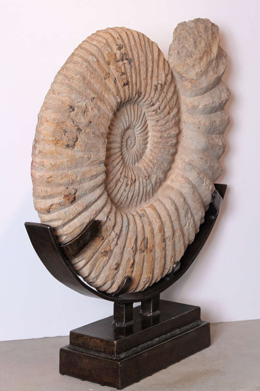 Large Shell Fossil Sculpture  on Custom Iron Mount 1