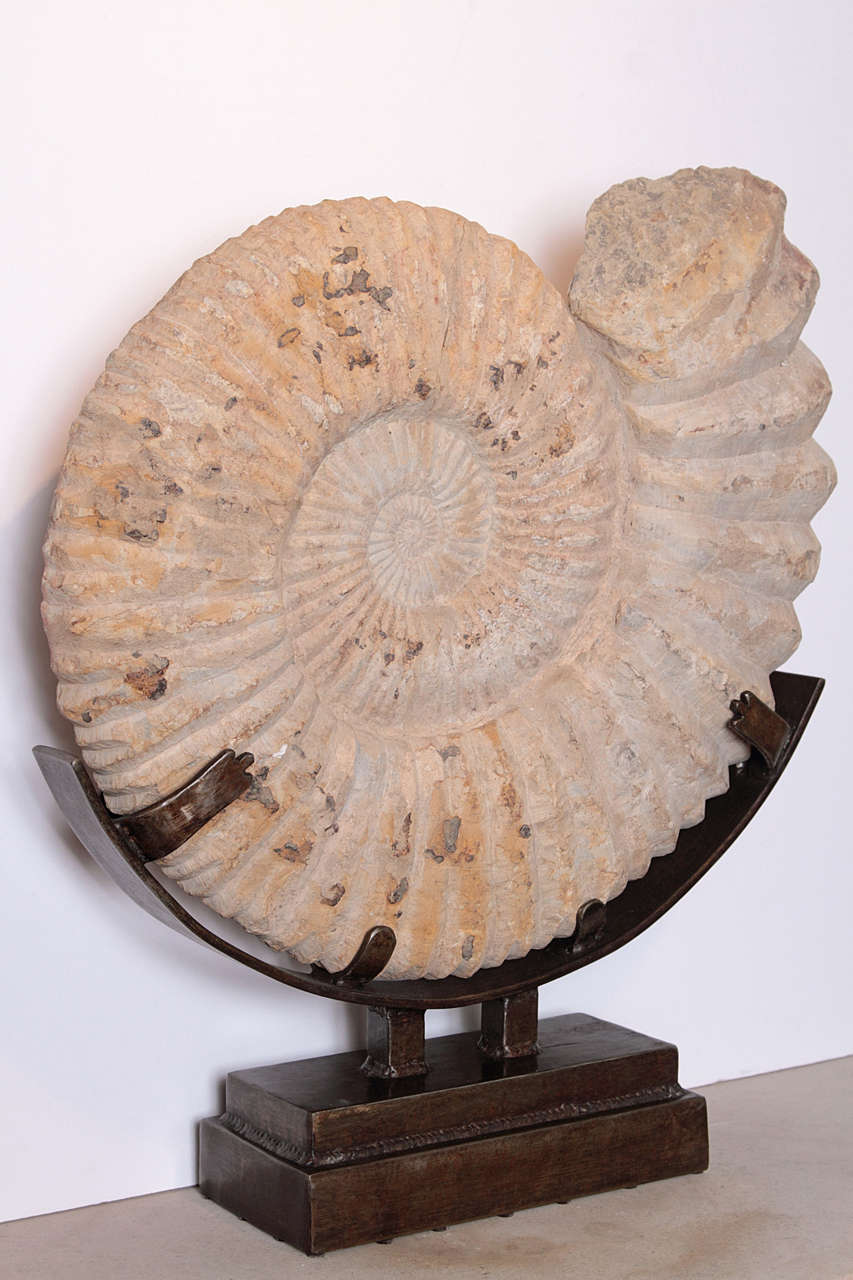 Large Shell Fossil Sculpture  on Custom Iron Mount 3