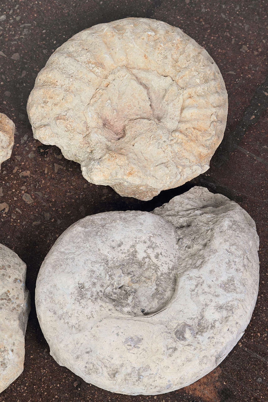 Prehistoric Limestone Ammonite Fossils
