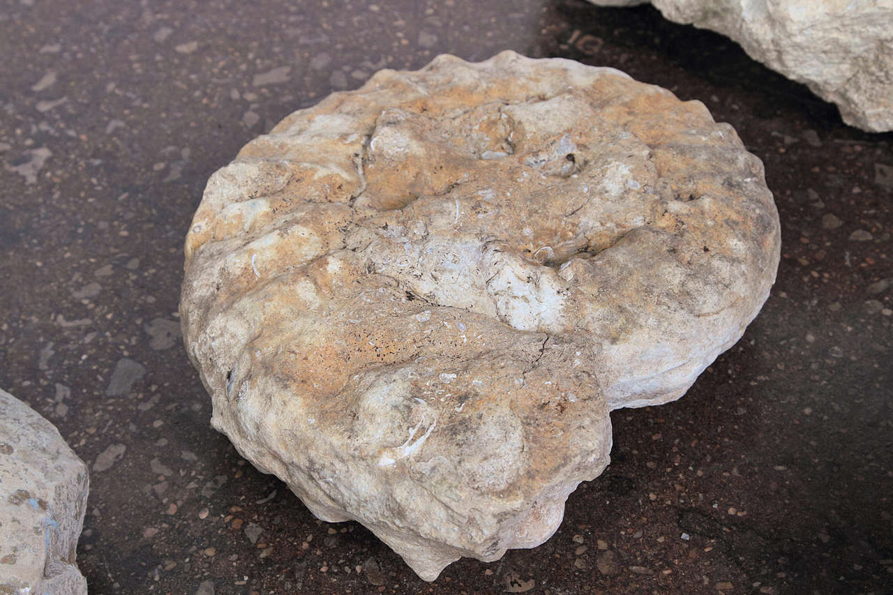 European Limestone Ammonite Fossils
