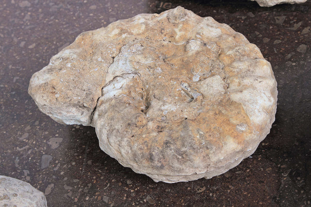 Limestone Ammonite Fossils In Good Condition In Dallas, TX