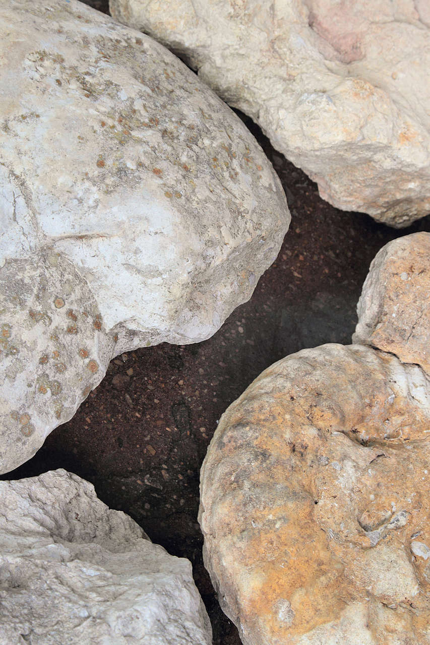 Limestone Ammonite Fossils 3