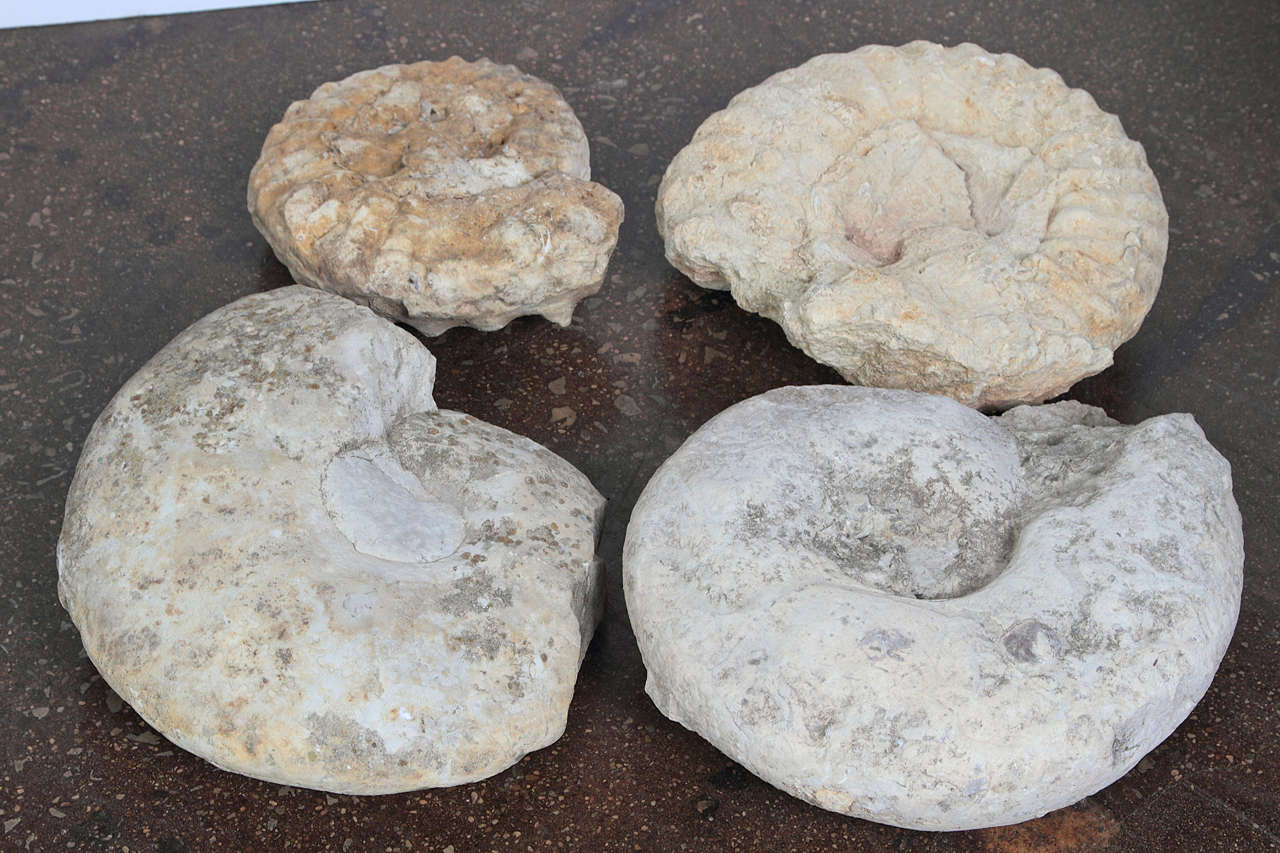 Limestone Ammonite Fossils 4