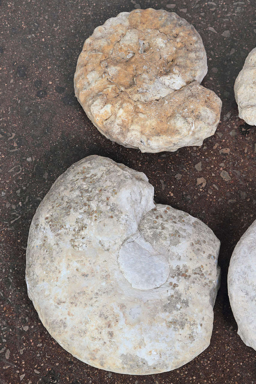 Limestone Fossils Types