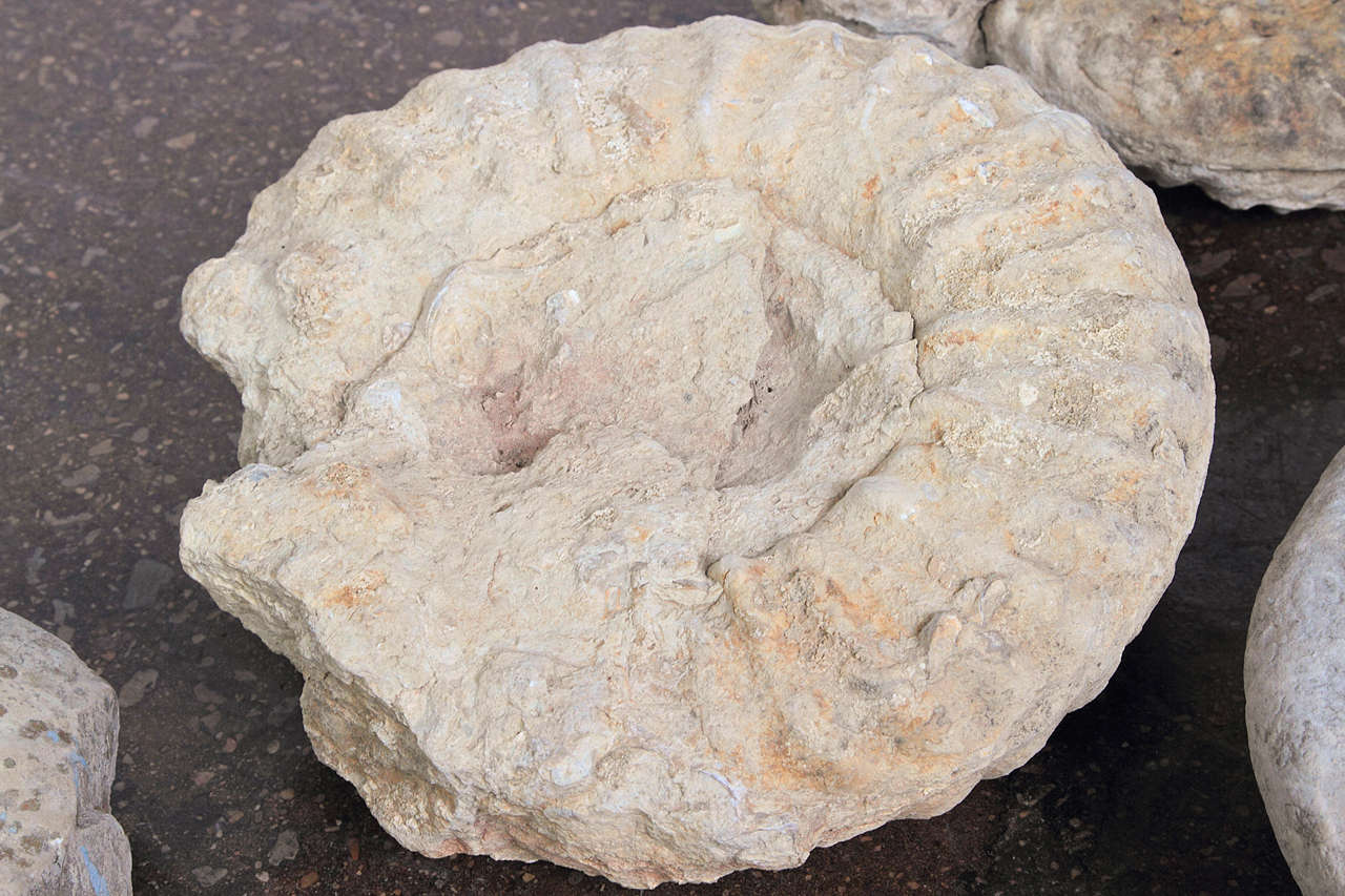 Limestone Ammonite Fossils at 1stdibs