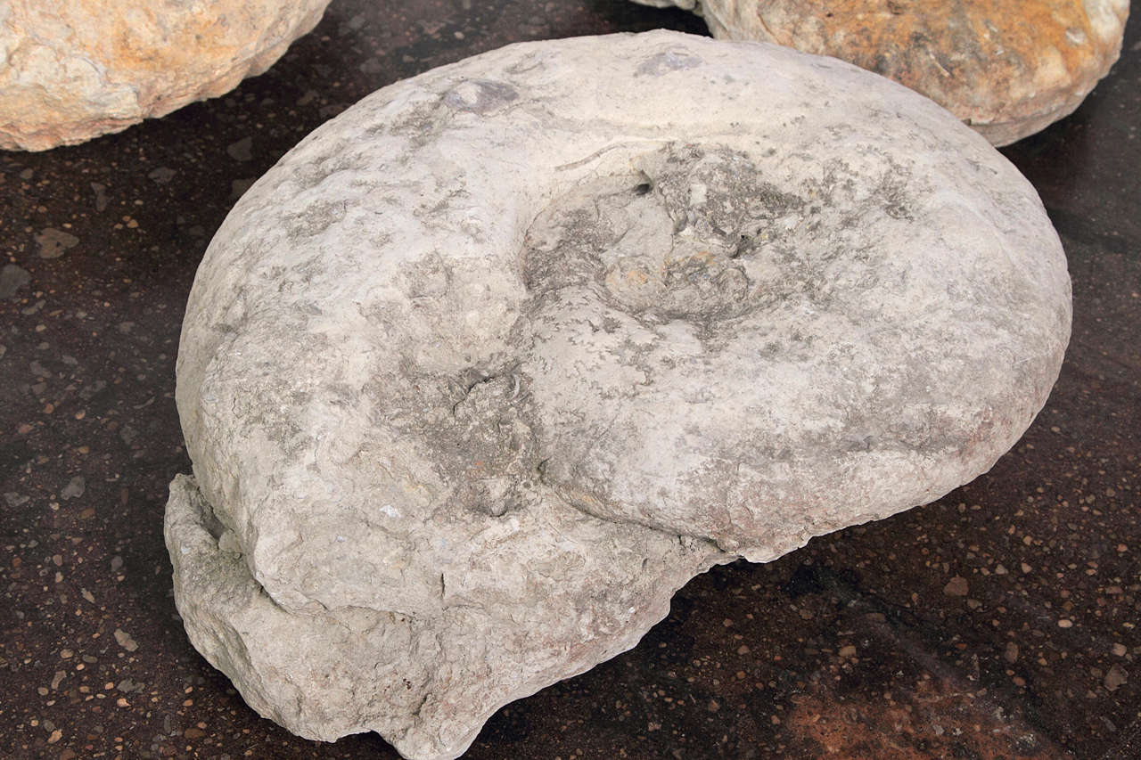 Limestone Ammonite Fossils at 1stdibs