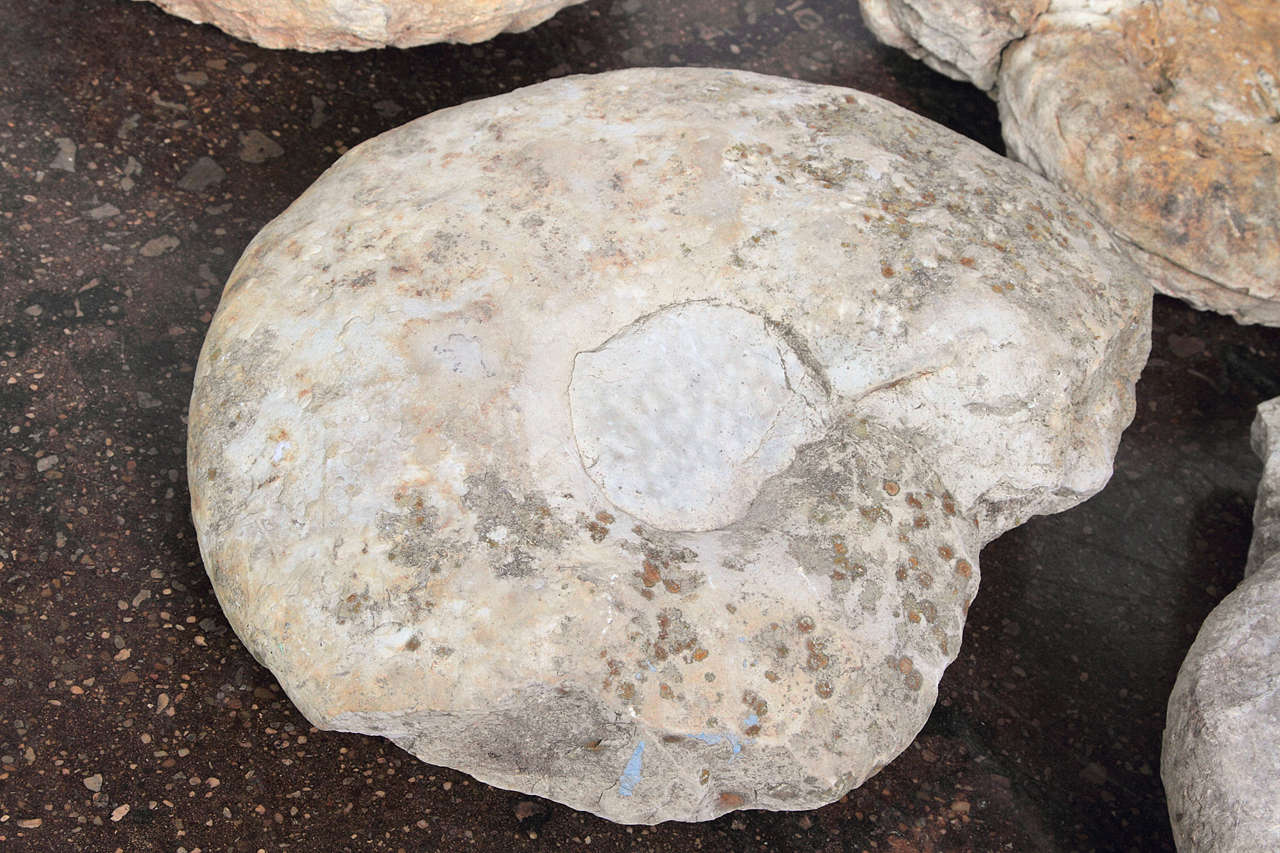 Limestone Ammonite Fossils at 1stDibs