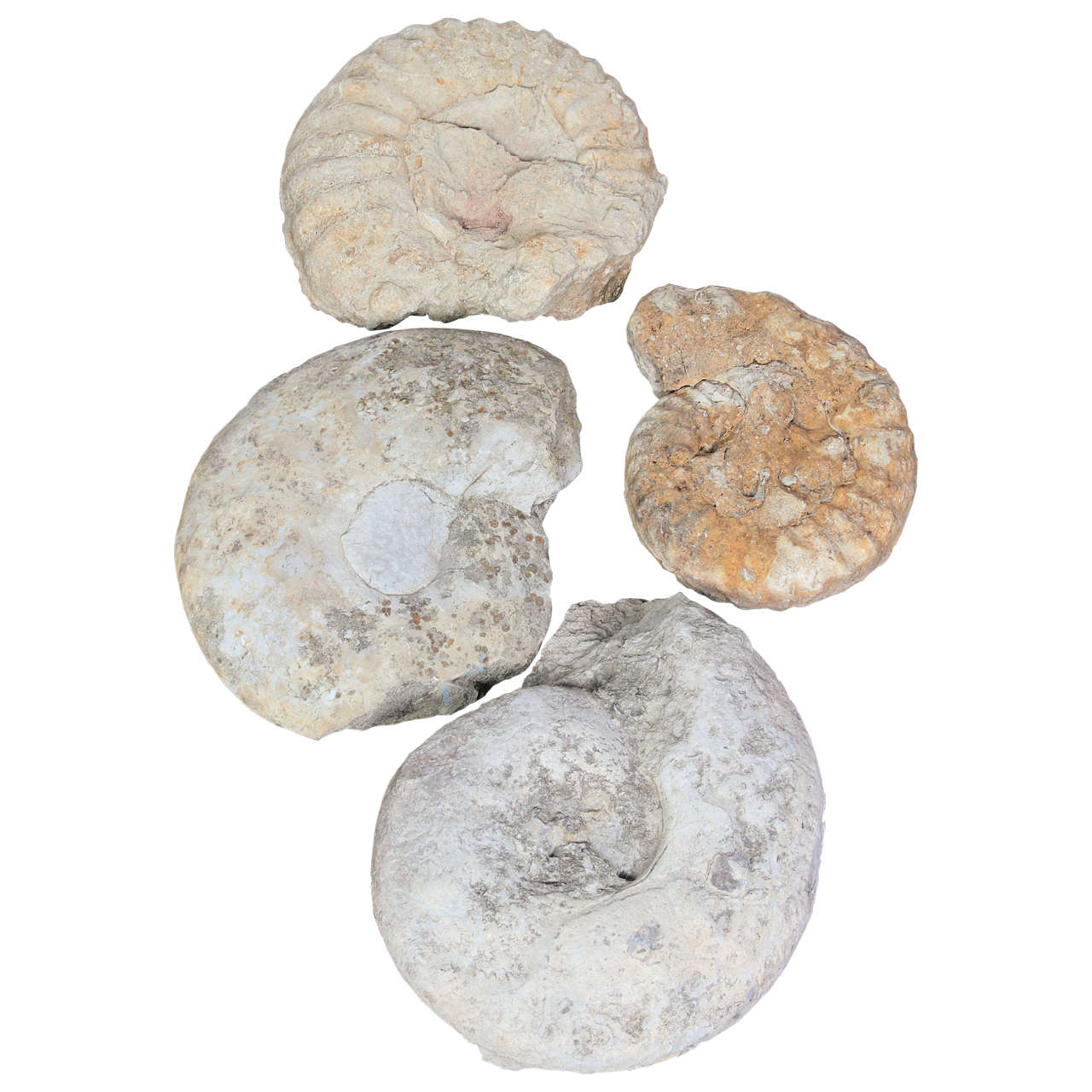 Limestone Ammonite Fossils at 1stdibs