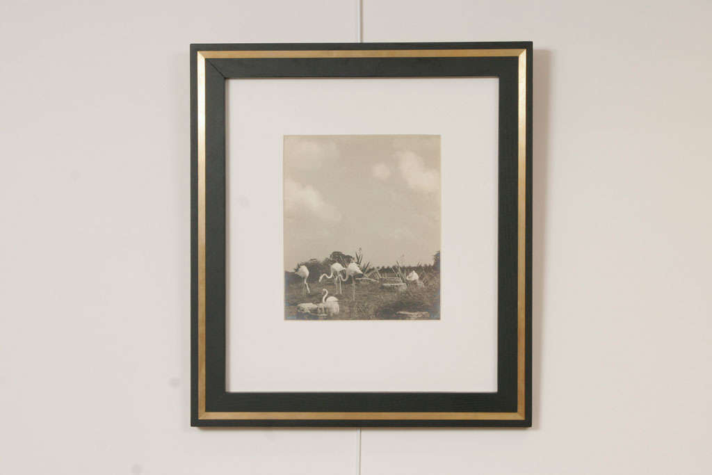 Original 1950's Photography - Flamingos