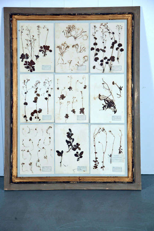 9 pressed botanical specimens with dates and descriptions, set in a painted wood frame. Two are available.