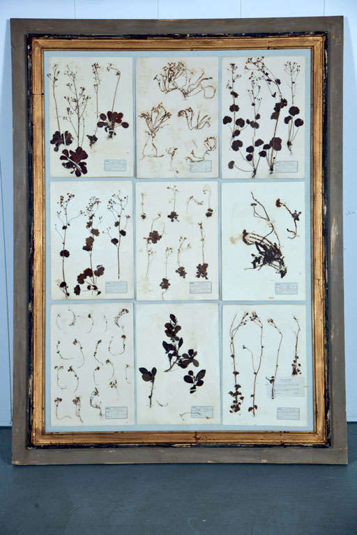 Grand Framed Group of French Pressed Botanical Specimens In Excellent Condition In Mt Kisco, NY