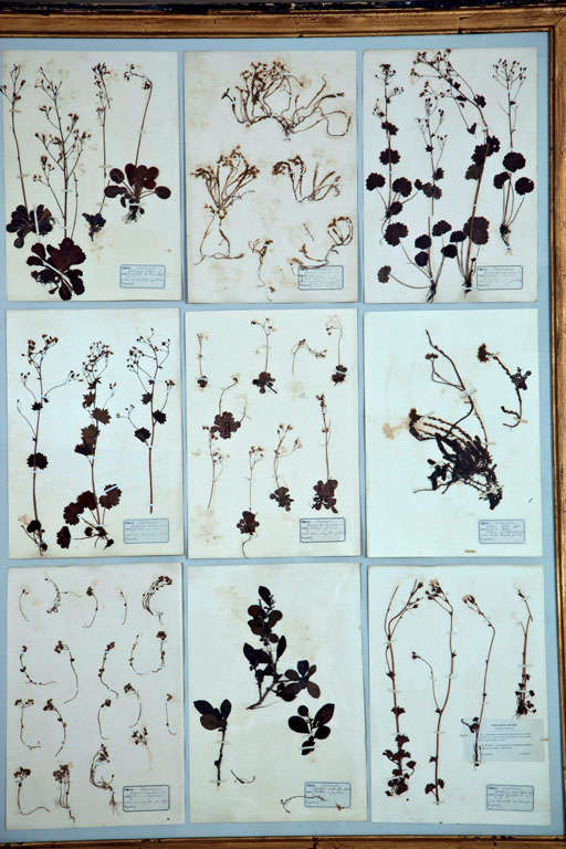 19th Century Grand Framed Group of French Pressed Botanical Specimens