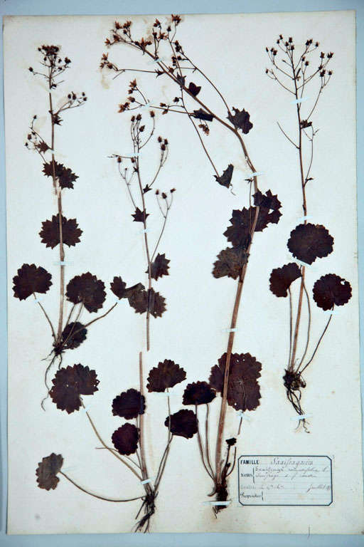 Grand Framed Group of French Pressed Botanical Specimens 1