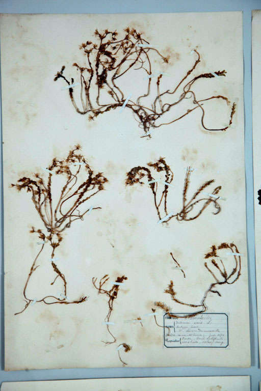 Grand Framed Group of French Pressed Botanical Specimens 2