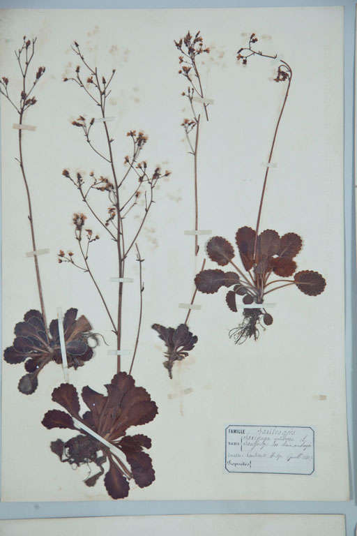 Grand Framed Group of French Pressed Botanical Specimens 3