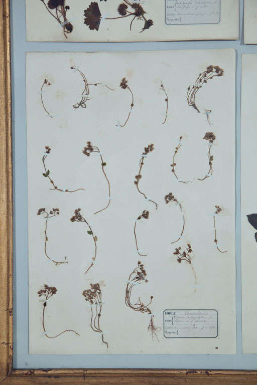Grand Framed Group of French Pressed Botanical Specimens 4